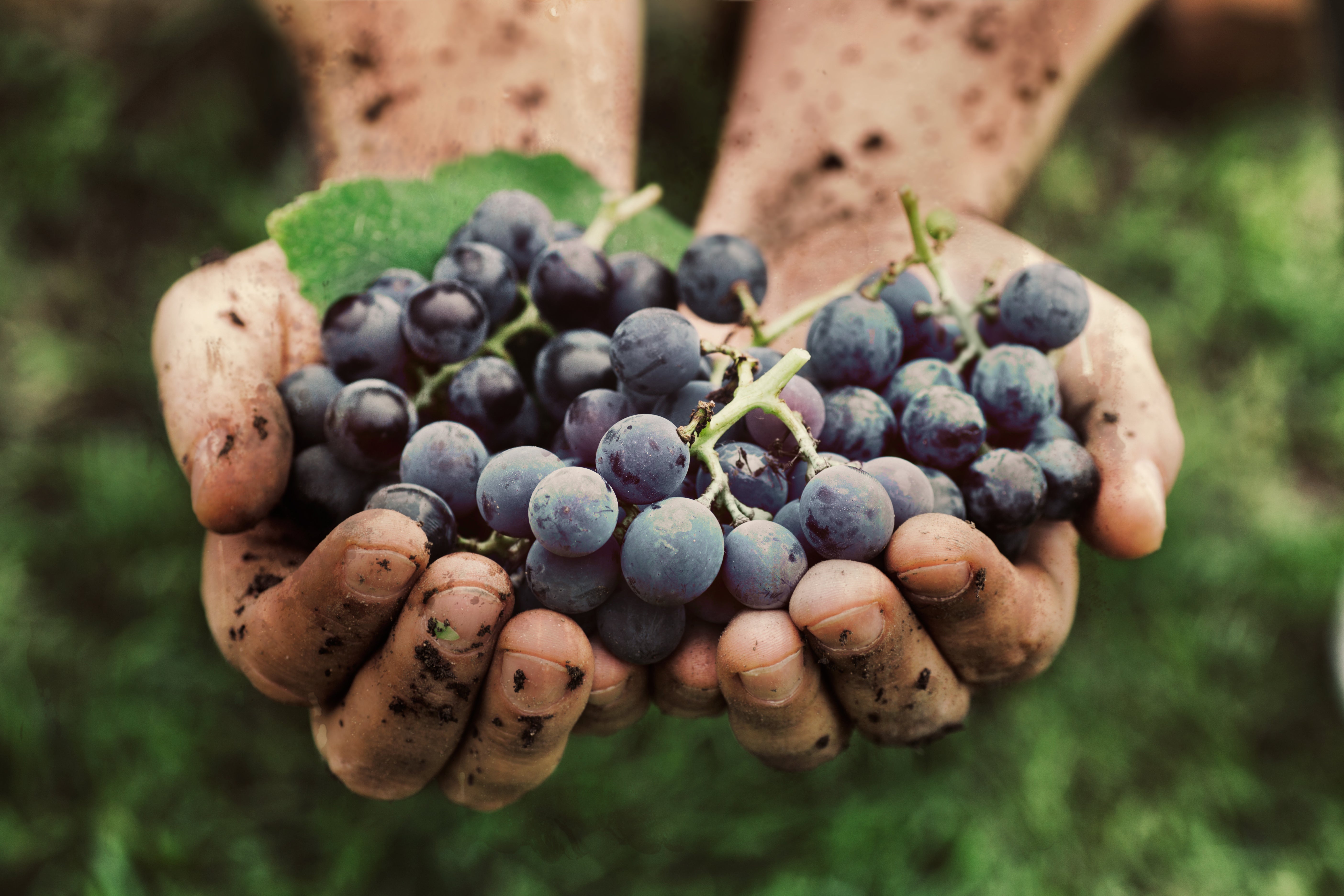 Vinogradi Strumičko-Radoviškog vinogorja